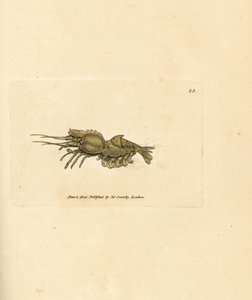 Gambero pappagallo, Spirontocaris spinus da James Sowerby