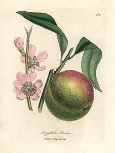 Pesco con frutto maturo e fiore rosa, Amygdalus persica
