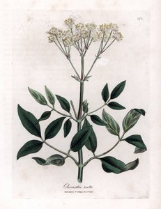 Clematide perenne - Clematis recta da James Sowerby