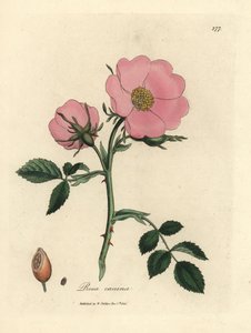 Rosa canina con cinorrodo, Rosa canina
