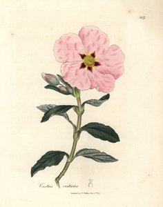 Cisto cretico a fiori rosa, Cistus creticus da James Sowerby