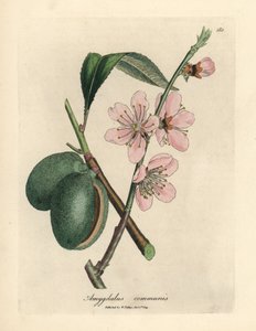 Albero di mandorlo a fiori rosa, Amygdalus communis da James Sowerby
