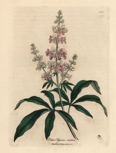 Agnocasto a fiori rosa, Vitex agnus castus da James Sowerby