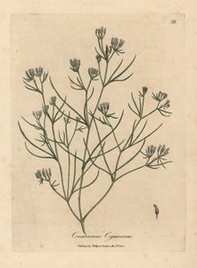 Cumino a fiori rosa, Cuminum cyminum da James Sowerby