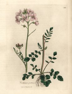 Cardamine pratensis a fiori rosa da James Sowerby