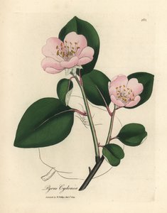Albero di cotogno a fiori rosa, Pyrus cydonia da James Sowerby