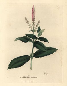 Menta verde a fiori rosa Mentha viridis