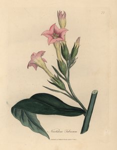Pianta di tabacco dai fiori rosa, Nicotiana tabacum