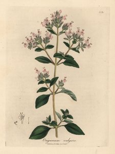 Maggiorana selvatica a fiori rosa, Origanum vulgare da James Sowerby