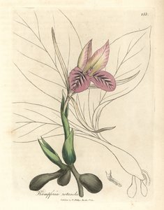 Zedoaria a fiori rosa Kaempferia rotunda da James Sowerby