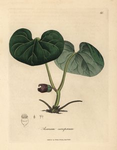 Asarabacca a fiori viola, Asarum europaeum da James Sowerby
