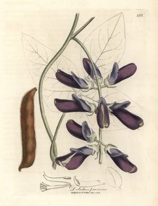 Dolichos a fiori viola, Dolichos pruriens
