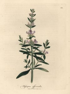 Issopo a fiori viola, Hyssopus officinalis da James Sowerby
