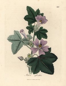 Malva a fiori viola, Malva sylvestris