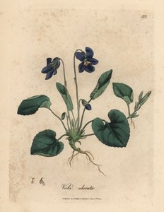 Viola odorata a fiori viola, Viola odorata