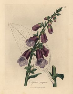 Digitale purpurea Digitalis purpurea