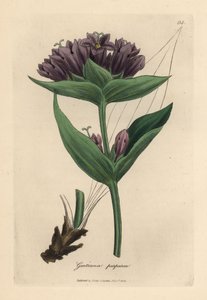Genziana purpurea, Gentiana purpurea da James Sowerby