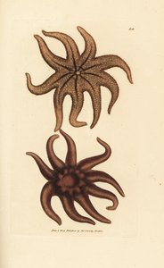 Stella marina viola, Solaster endeca da James Sowerby