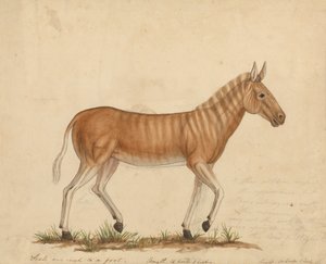 Zebra Quagga da James Sowerby