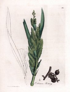 Rattan Palm - Rotang cane, Calamus rotang da James Sowerby