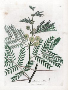 Gomma rossa - Acacia nilotica. Incisione a mano colorata da un