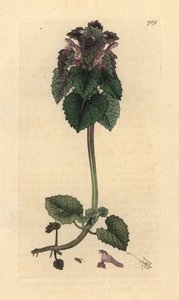 Lamio purpureo, incisione a mano colorata su rame da James Sowerby