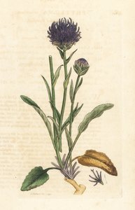 Raponzolo orbicolare, Phyteuma orbiculare da James Sowerby