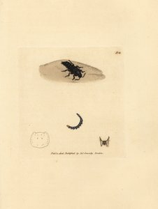 Coleottero rove, Velleius dilatatus