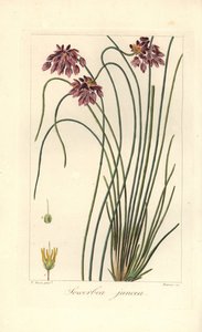 Giglio di giunco, Sowerbaea juncea, nativo dell