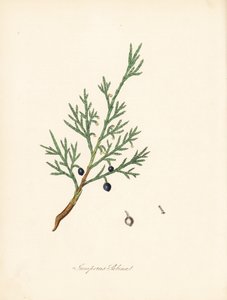 Ginepro sabina, Juniperus sabina. Tratto da un
