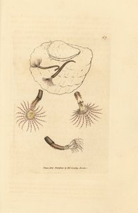 Verme di sabbia con antenne cremisi, Amphitrite rosea