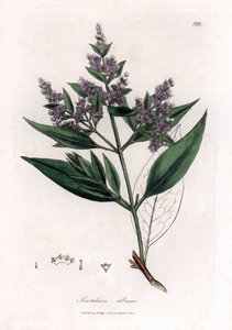 Sandalwood - Sandalo indiano, Santalum album da James Sowerby