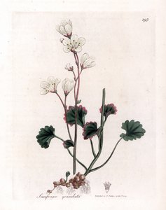 Sassifraga granulata - Saxifraga granulata. Incisione a mano colorata su rame da un