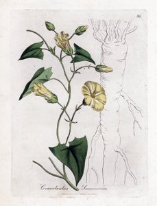 Scamonea - Convolvulus scammonia. Incisione a mano colorata su rame da un