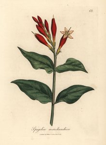 Fiori scarlatti di Spigelia marilandica