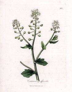 Erba scorbuto, Cochlearia officinalis da James Sowerby