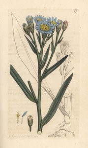Aster marino, Tripolium pannonicum subsp. tripolium da James Sowerby