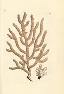 Ventaglio di mare, specie di Gorgonia da James Sowerby
