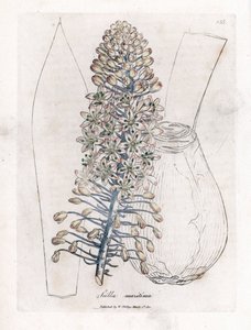Cipolla di mare o scilla, Drimia maritima. Incisione a mano colorata su rame da un