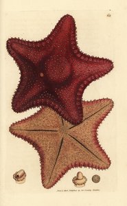 Stella marina, Hippasteria phrygiana