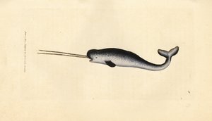 Narvalo, Monodon monoceros