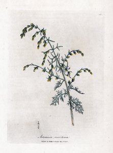 Assenzio marino, Artemisia maritima da James Sowerby