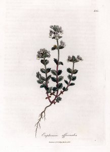 Erba degli orbi - Euphrasia officinalis. Incisione a mano colorata su rame da un