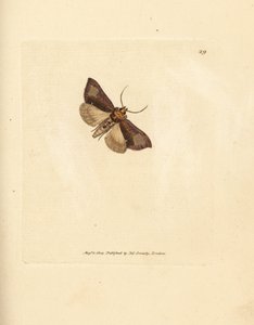 Brassola lucida Thysanoplusia orichalcea