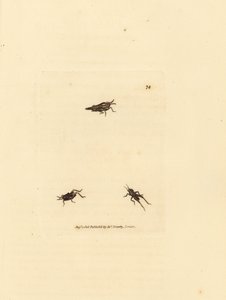Cavalletta snella, Tetrix subulata da James Sowerby