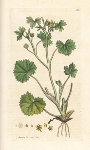 Ranunculus parviflorus
