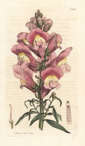 Bocca di leone, Antirrhinum majus