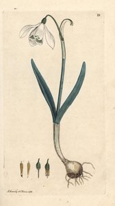 Bucaneve, Galanthus nivalis da James Sowerby