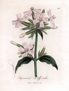 Saponaria, Saponaria officinalis. Incisione a mano colorata da un