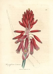 Aloe socotorina, Aloe perfoliata socotorina da James Sowerby